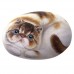 CGAS-CA005 Декоративный камень ручной росписи кошка Лейди